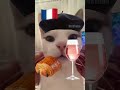 French Cat Vs Russian Cat