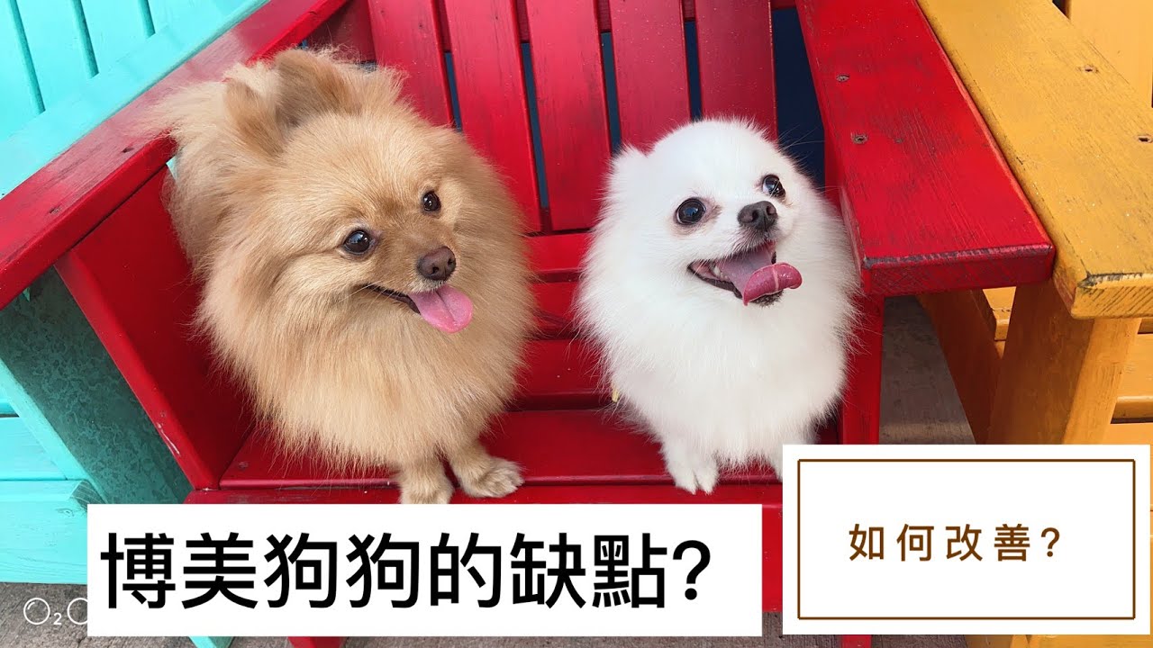 博美狗狗的缺點?詳細的解說養博美狗狗需要知道的知識!看完您絕對會更細心的照顧狗狗~ - YouTube
