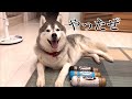 ついに高級ドッグフード「Butch」を食したシベリアンハスキー