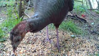 14 minutes of one of our Turkey friends!