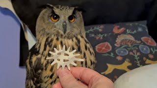 A small bold airplane and unpacking souvenirs from the Khibiny mountains. Yoll the owl approves