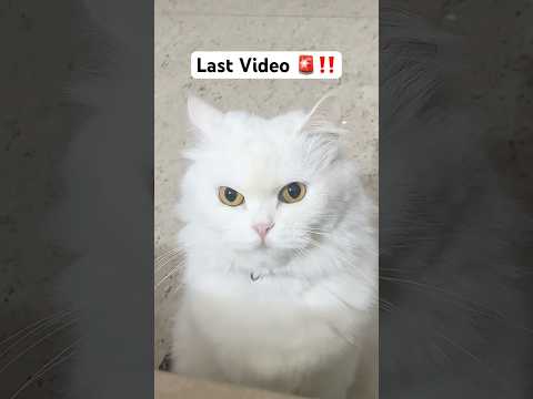 Don’t wish me New Year 🚨#shorts #dog #husky #trendingsong