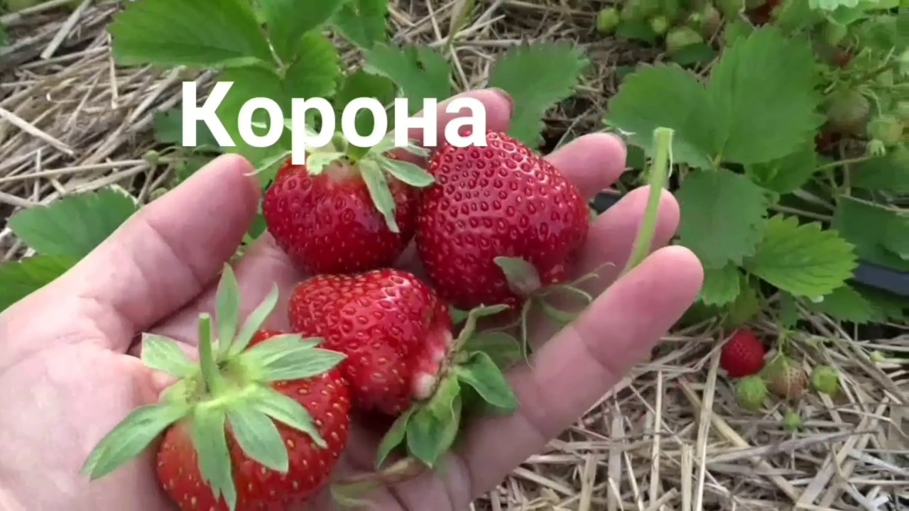 Клубника Корона Описание Сорта Фото Отзывы