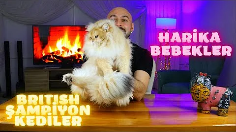 Video 747041: british shorthair longhair, british longhair cat, golden british longhair, british longhair black, british longhair blue, cattery british, cat show