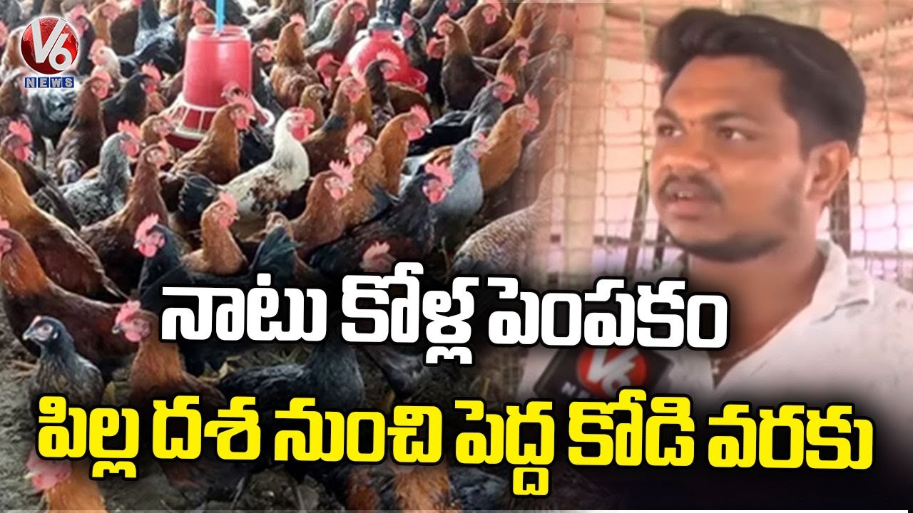 Natu Kodi (Country Chicken) Farming In Metlachittapur Village | Jagtial | V6 News