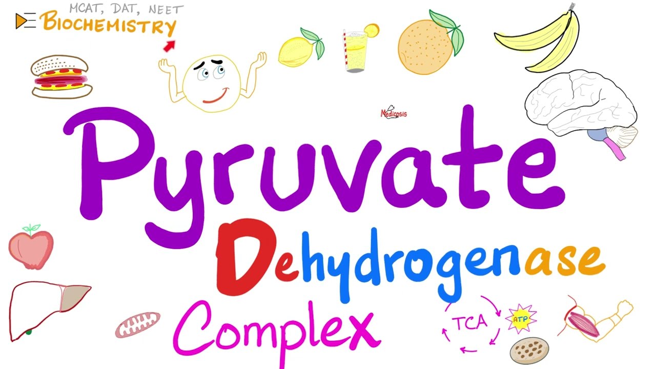 Glycolysis and Krebs Cycle (TCA) - Pyruvate dehydrogenase complex (PDH) - Vitamin B1 (Thiamine)