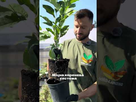 Саджанці Магнолії Ренді (Magnolia Randy) Р9, видео 1