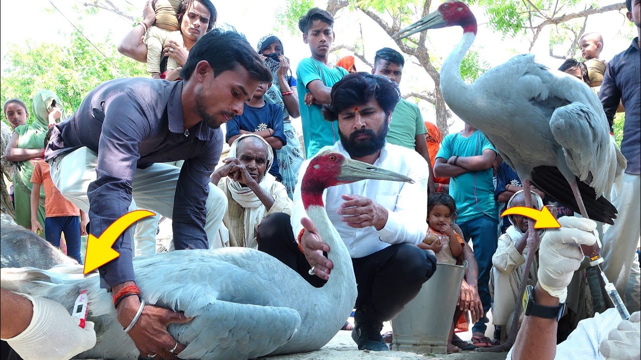 मुरलीवाले हौसला को सारस पक्षी कैसे मिला, फिर कैसे क्या हुआ! Crane bird Rescue Opration in Village