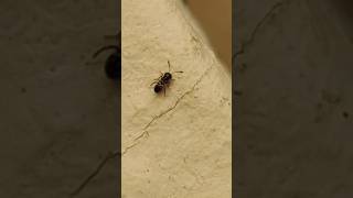 Parasitoid Wasp, Genus [Encyrtus] sp., Guêpe Parasitoide, Энциртиды, حشرة طفيلية من فصيلة الزنابير