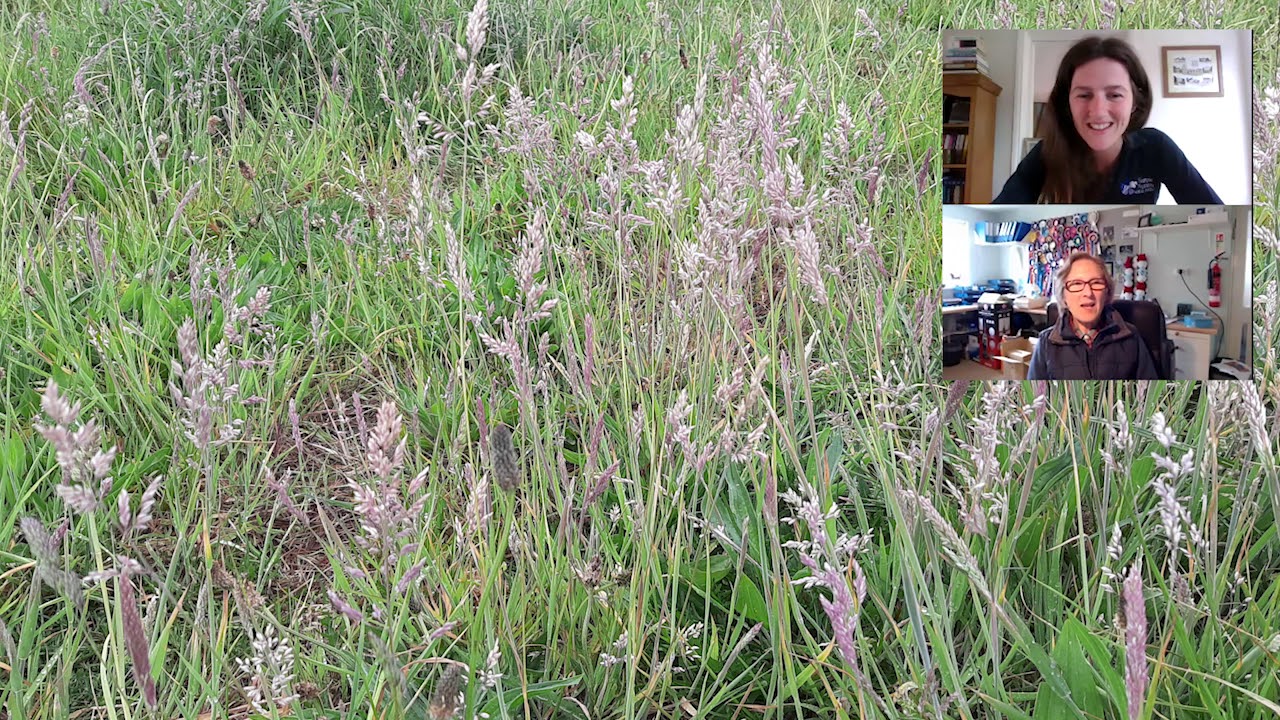 Identifying Grass - Yorkshire Fog & Cocksfoot