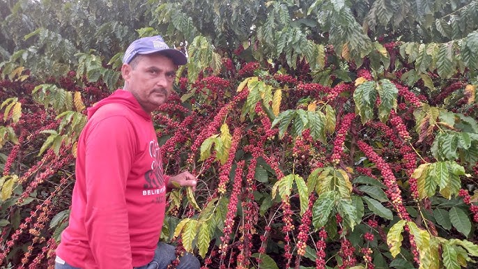 Cafés conilon e robusta vivem revolução de qualidade - 25/10/2023 - Café na  Prensa - Folha