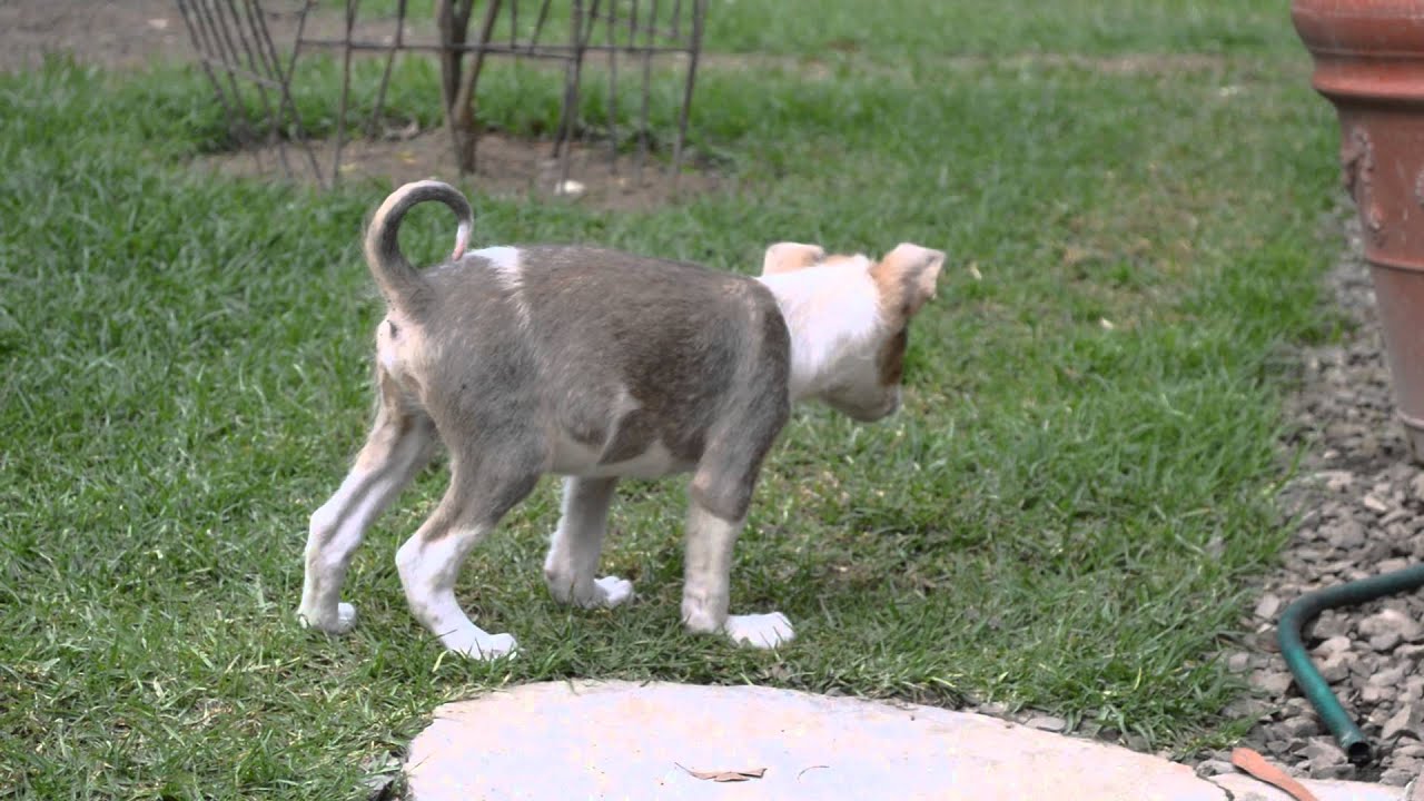 Puppy Ben-Now able to stand up, walk (rickets) January 12 ...