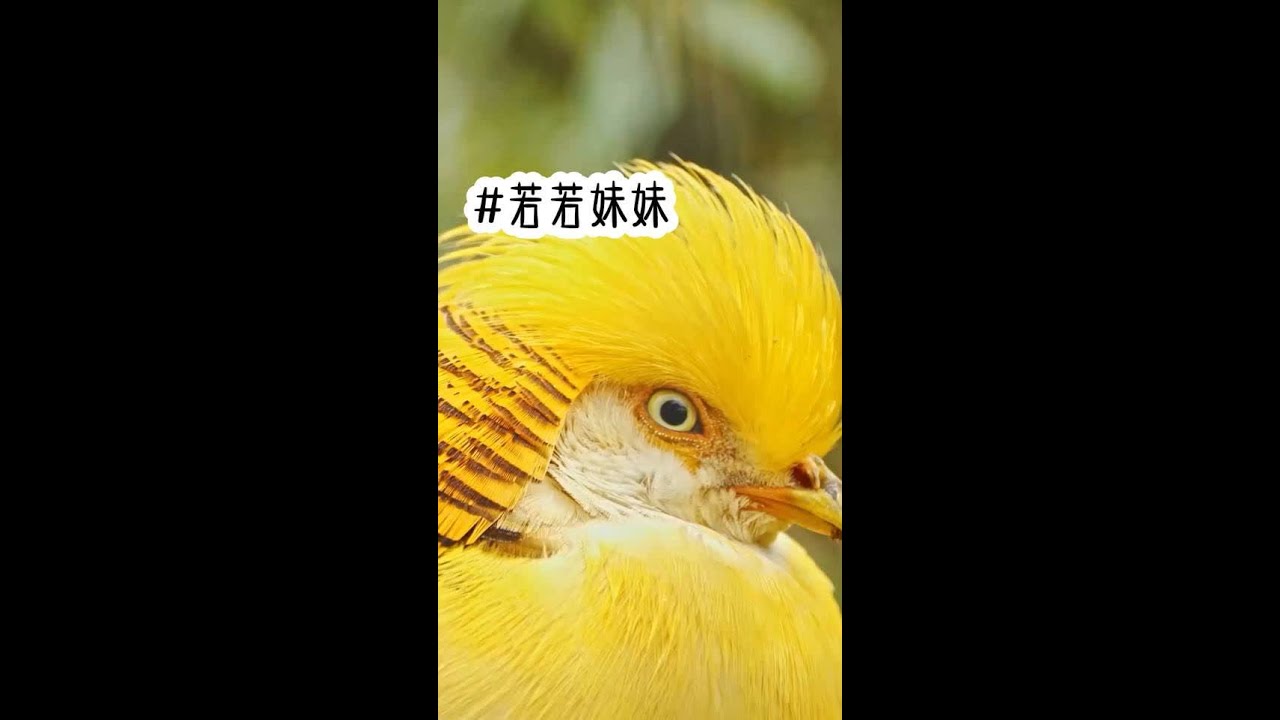 📚舒铭：（若若妹妹）后序在这 QQ阅读可勉费看全文 #小说 #小说推荐