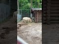 Animal inside the Cage | Ontario | Canada #shorts #snapshort