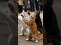 見事な猫のシンクロダンス