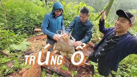 Đi Tìm Nhộng Cọ: Cuộc Phiêu Lưu Tìm Thức Ăn Ngon Trong Rừng #lucyen #yenbai #Bướcchândumục