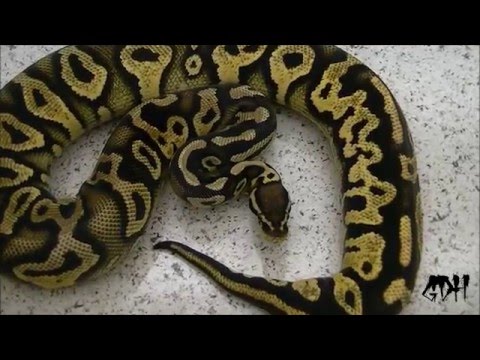 Beautiful Pastel Yellowbelly Ball Python Showcase