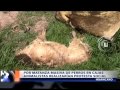 PRESIDENTA DEL CLUB DE ANIMALISTAS DE HUANCAYO, ANUNCIA PROTESTA SOCIAL