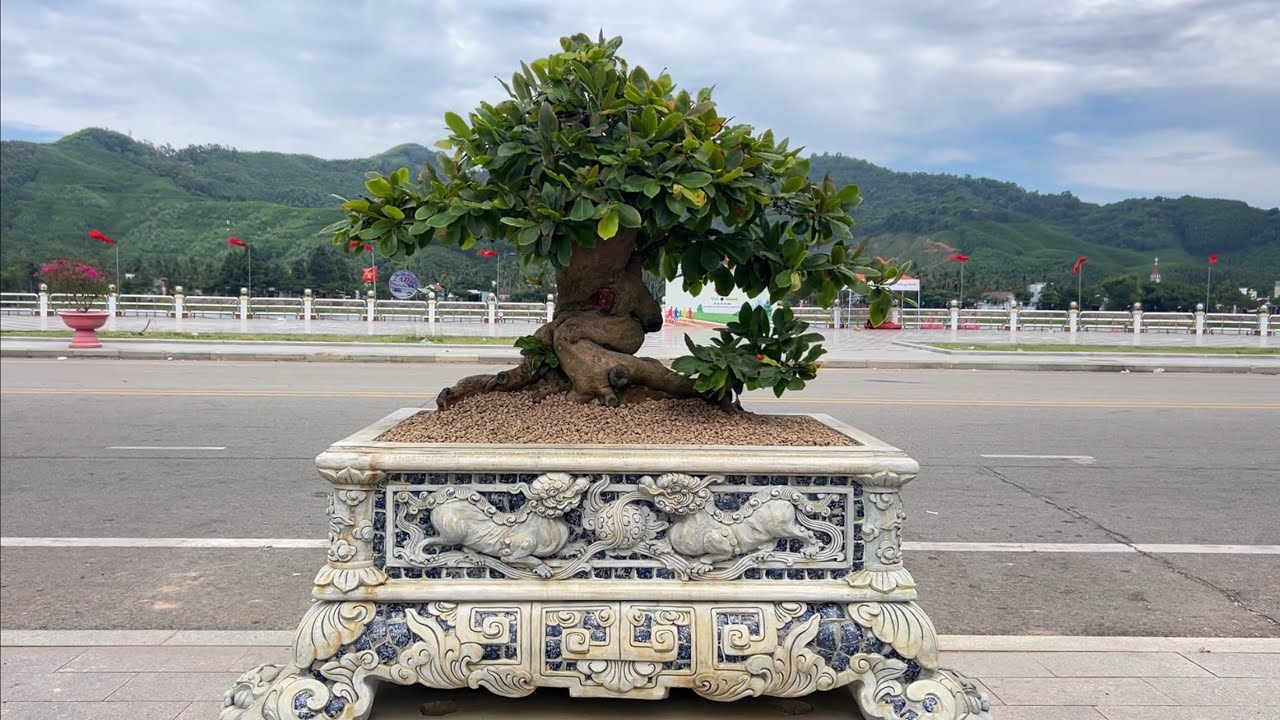 Đi Xem Triển lãm cây cảnh Phường Bồng sơn với Tuân nhé