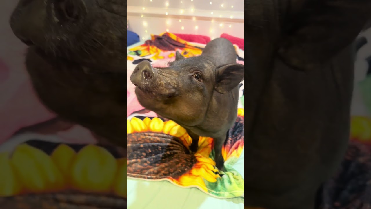 Chucky's Food Radar is ON 