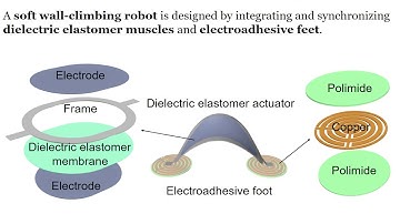 SR2018 Soft wall climbing robots