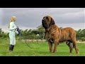 THE BIGGEST DOGS In The World!