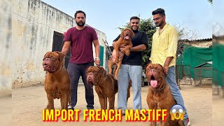 India’s Biggest French Mastiff Farm in Punjab