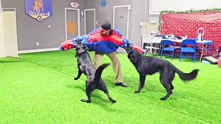 Double Attack Executive Protection Dogs by Richard Heinz 267 views 1 month ago 4 minutes, 35 seconds