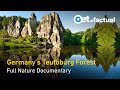 From battleground to oasis germanys teutoburg forest  forest of heroes  full nature documentary