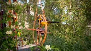 The hooded oriole (Icterus cucullatus). Video by Dave Pops Clements.