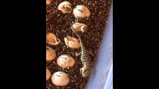 Bearded Dragon Hatching Out The Egg