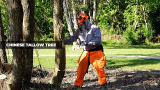 Chinese Tallow Tree Mitigation | League City