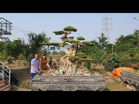 Video SH.3273.Cây Sanh dáng Lão 2,5 tỷ vườn Hùng Chậu. Tp... - youtube