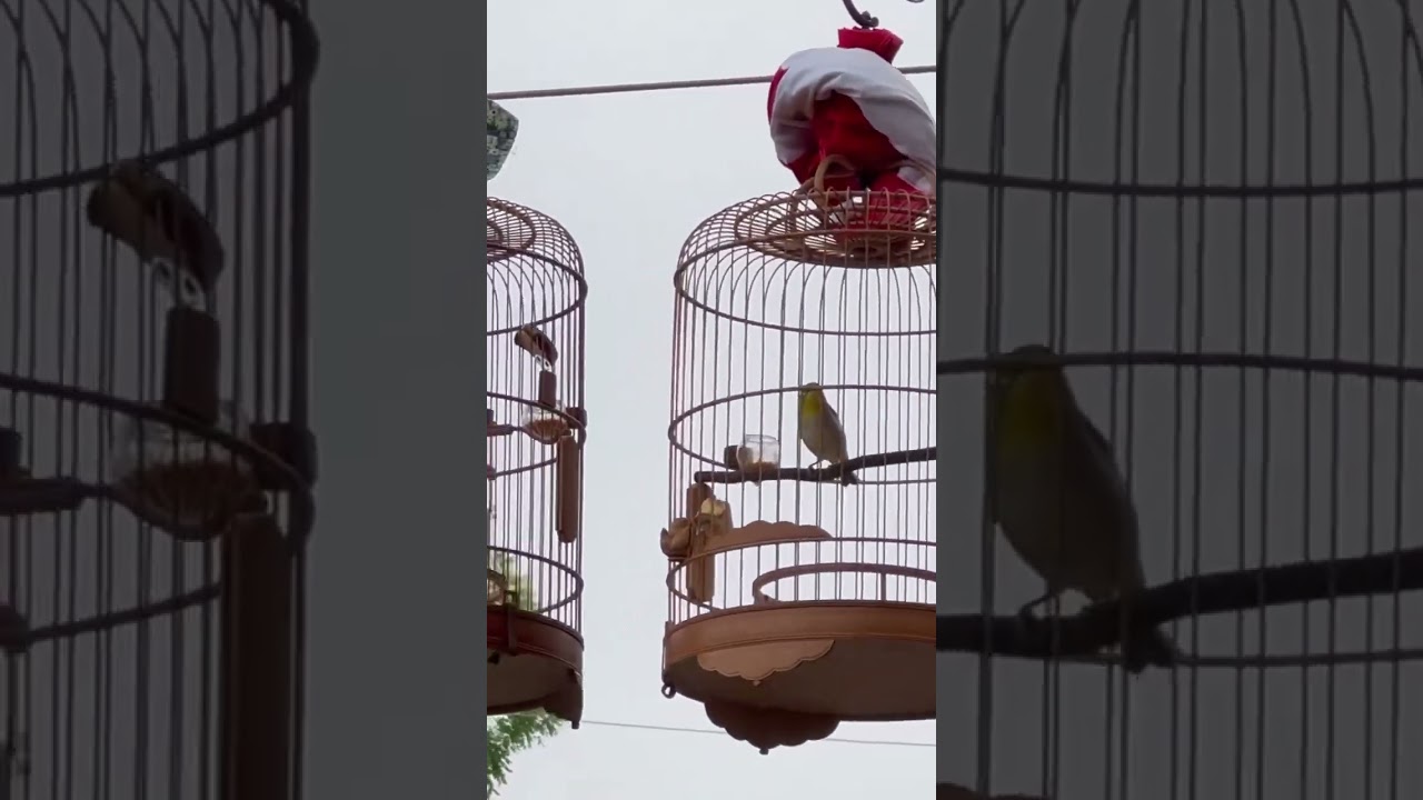 Khuyên líu đấu hay