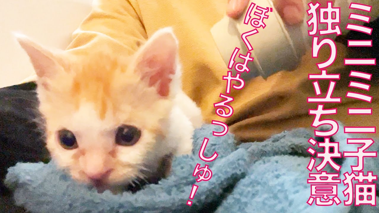 ミニ保護子猫兄妹、巣立ち前の別れを悟った夜 The too-little-kitty