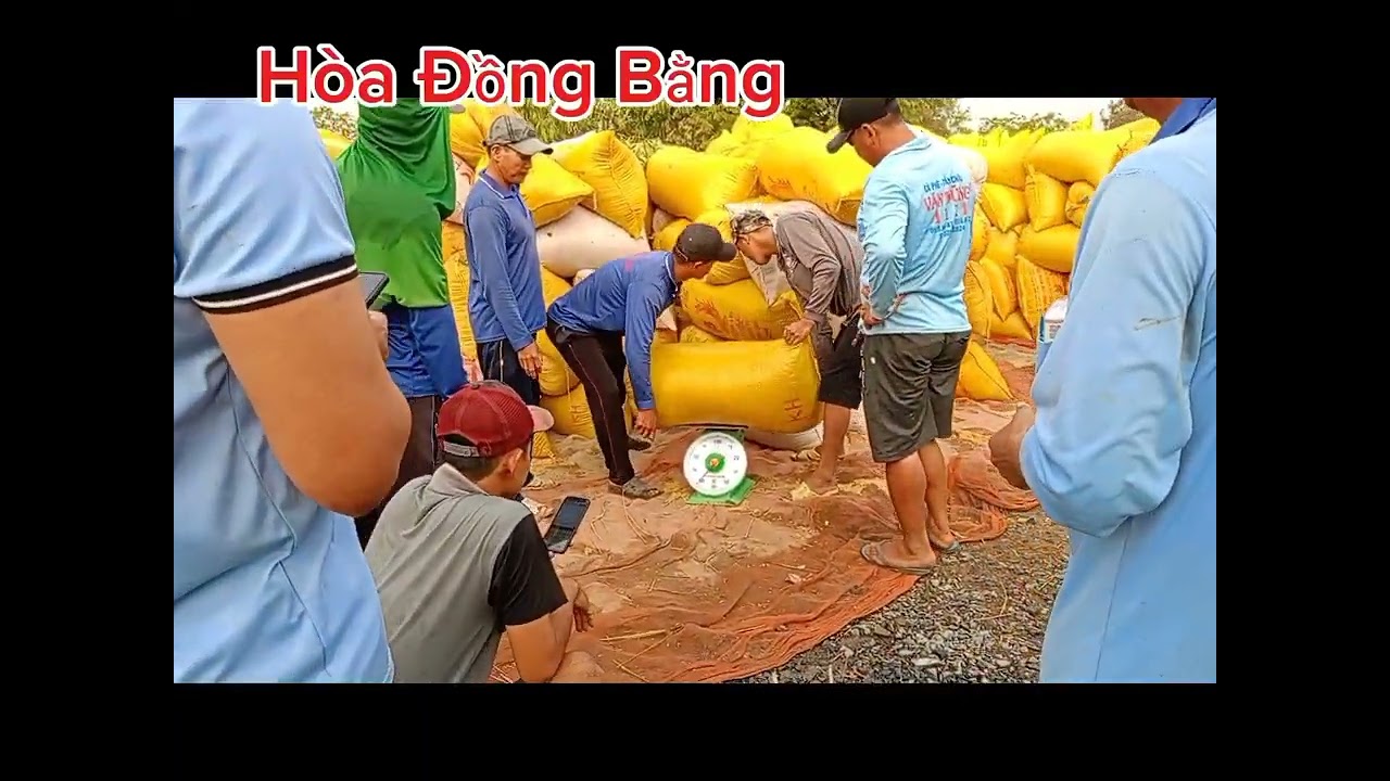 Cận cảnh giao dịch lúa ở miền tây, thu hoạch lúa lợi nhuận được 2,5tr trên công|Hòa Đồng Bằng