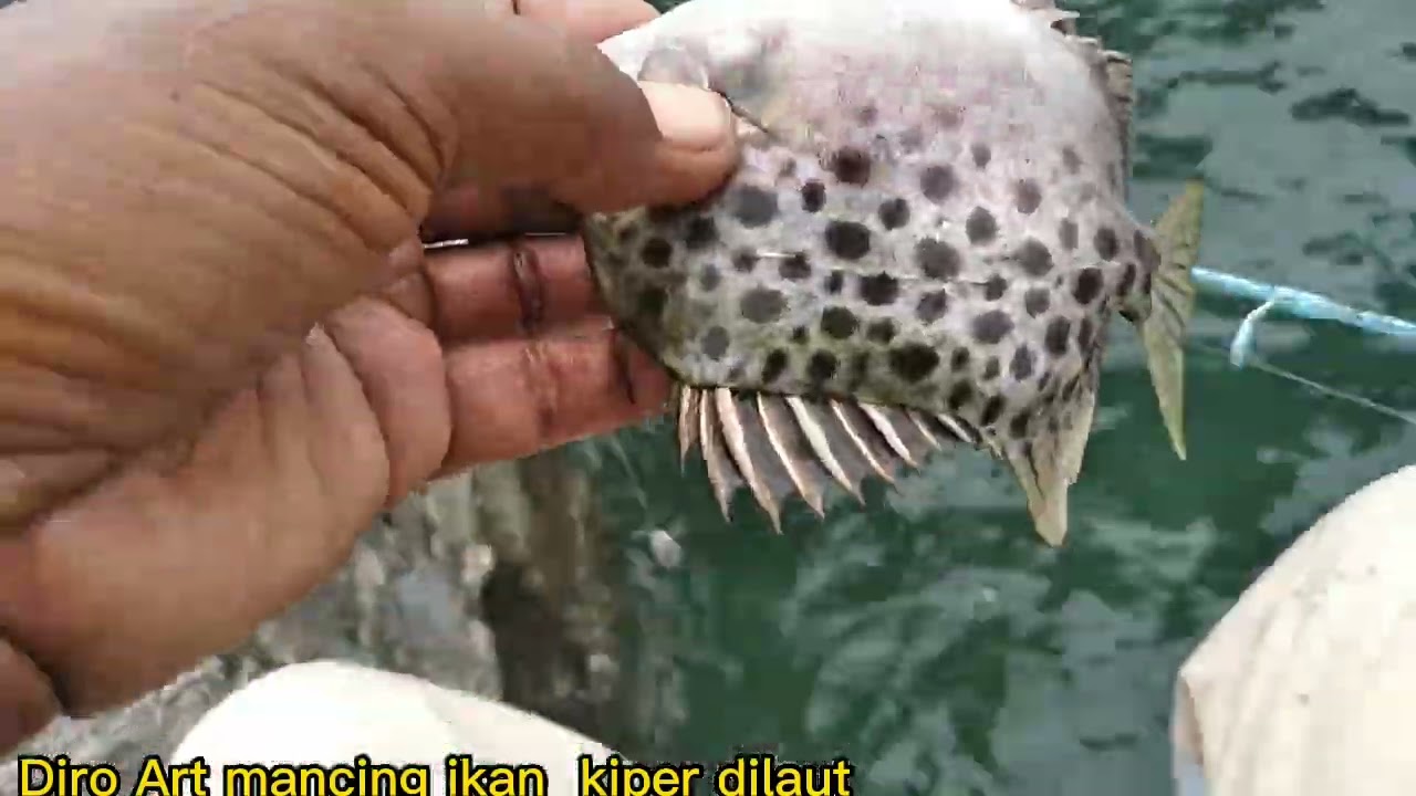 UMPAN ikan KIPER dilaut, saat buntal banyak  tepung goreng solusinya