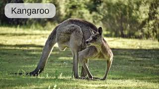 How to say Kangaroo - Word Pronunciation - Read Along (Australian Accent) Picture Dictionary English