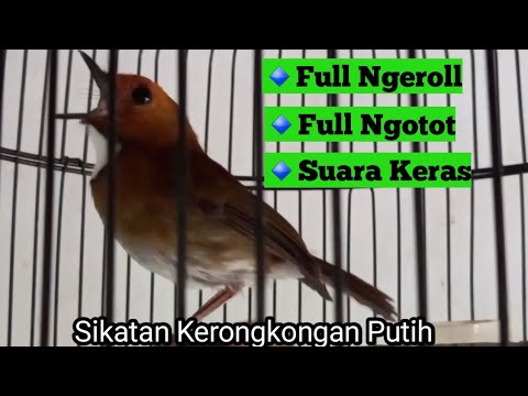 Full Ngeroll,Full Ngotot,Suara Keras || Sikatan Kerongkongan Putih (SKP) GACOORR