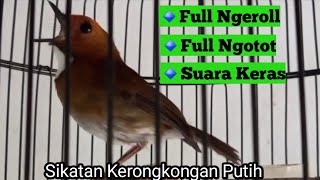 Full Ngeroll,Full Ngotot,Suara Keras || Sikatan Kerongkongan Putih (SKP) GACOORR