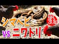 シマヘビvsニワトリ!! 京都の田舎にて / 蛇嫌いの方閲覧注意！ 4K