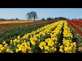 Wooden Shoe Tulip Farm - Clackamas County Oregon 4/23/2018 Wooden Shoe Tulip Farm - Clackamas County Oregon 4/23/2018
