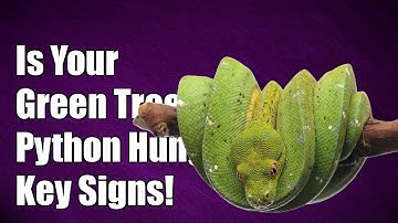 Is Your Green Tree Python Hungry? Don