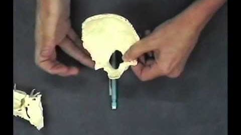 10-20-video-2of5_PhysiologicStrains.wmv