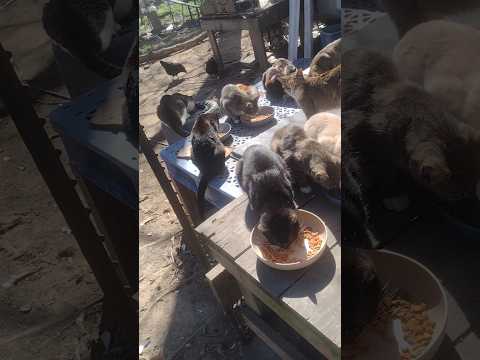 SO MANY CATS   #catland #feralcats #cats