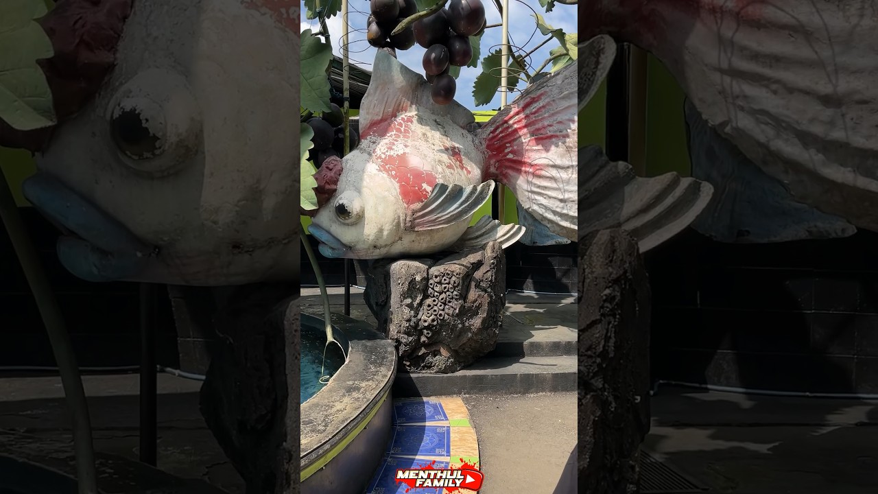 ifal menthul ketemu ikan koki yang gede banget ‼️