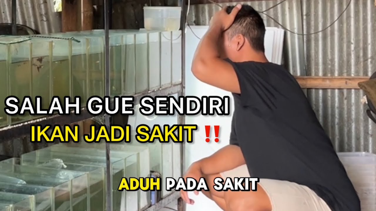 Penyebab ikan Guppy berenang Gedek, Kuncup, Bintik Putih dan Finroot ‼️