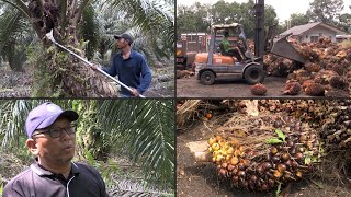 Malaysian palm oil farmers face labour crunch | AFP screenshot 5