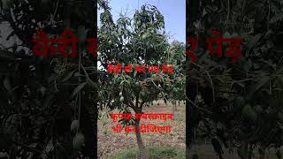 Organic Mango Farming In India