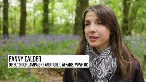 Climate change and bees | Protecting our planet | WWF